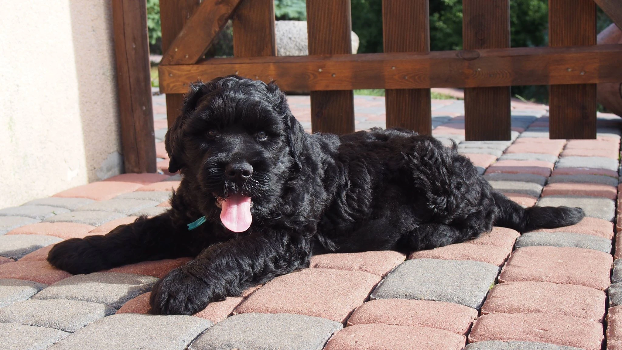 Sybirak