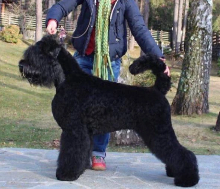 OLIVIA ODYSSA Celataira