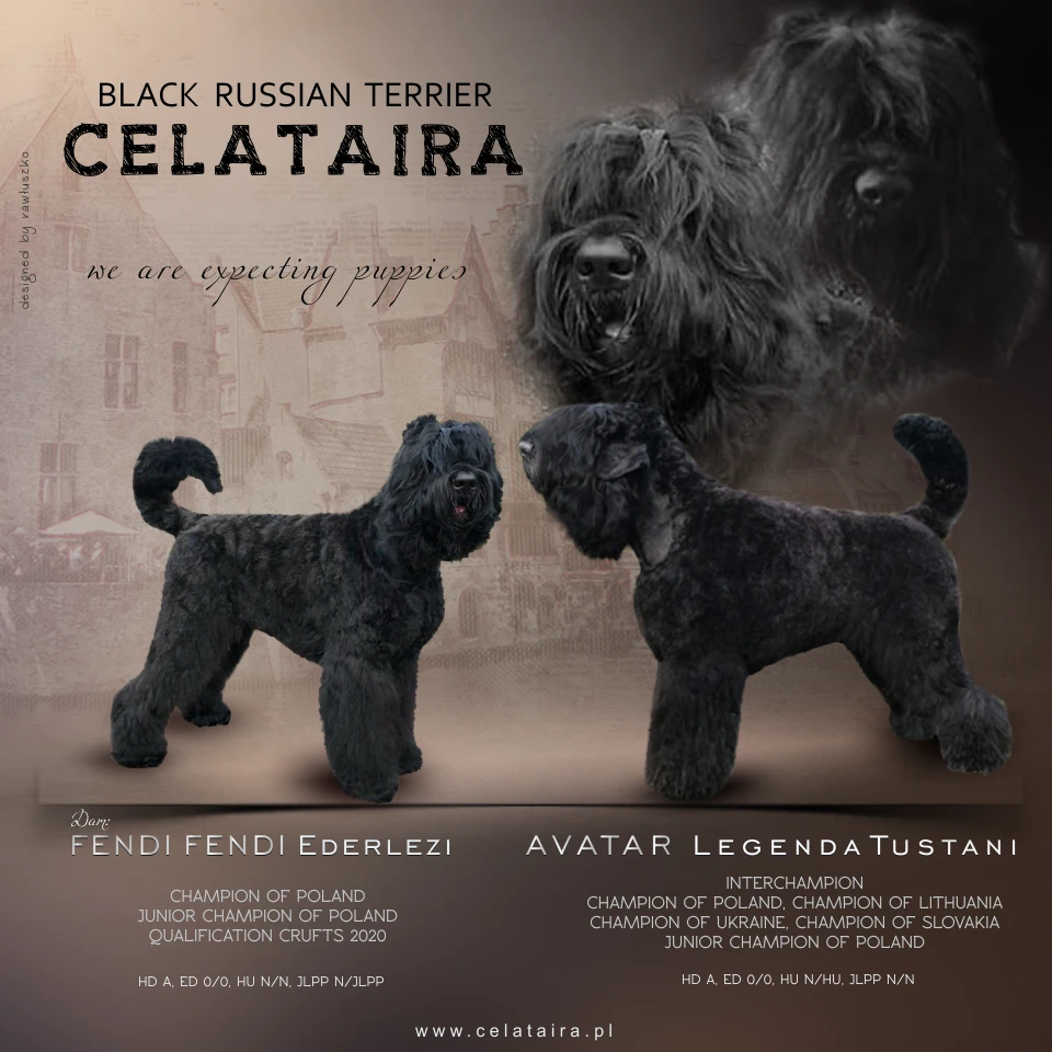 szczenięta